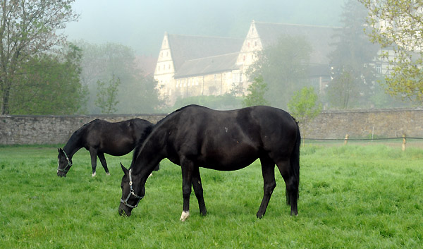 5. Mai 2011 - Foto: Beate Langels - Trakehner Gestt Hmelschenburg