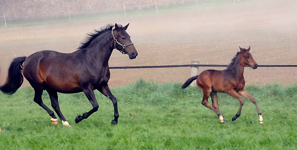 Beloved v. Kostolany mit Hengstfohlen von Symont - 5. Mai 2011 - Foto: Beate Langels - Trakehner Gestt Hmelschenburg