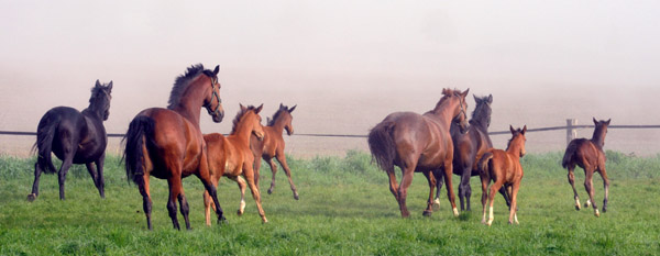 5. Mai 2011 - Foto: Beate Langels - Trakehner Gestt Hmelschenburg