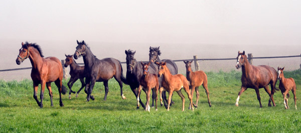 5. Mai 2011 - Foto: Beate Langels - Trakehner Gestt Hmelschenburg