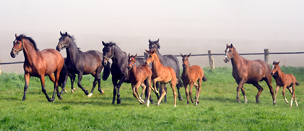 5. Mai 2011 - Foto: Beate Langels - Trakehner Gestt Hmelschenburg