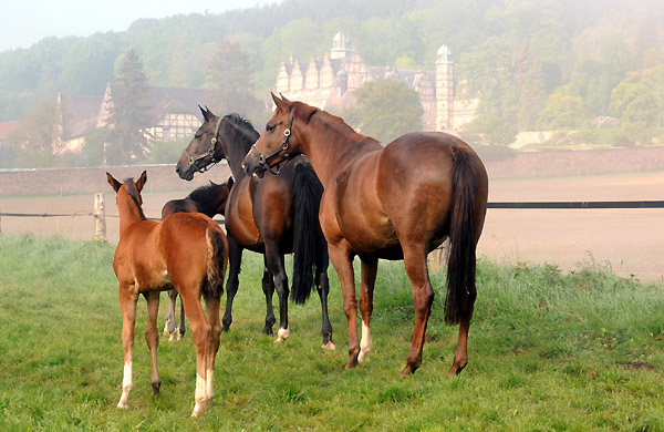 5. Mai 2011 - Foto: Beate Langels - Trakehner Gestt Hmelschenburg