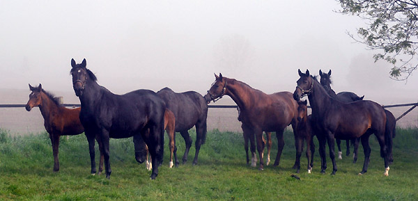 5. Mai 2011 - Foto: Beate Langels - Trakehner Gestt Hmelschenburg