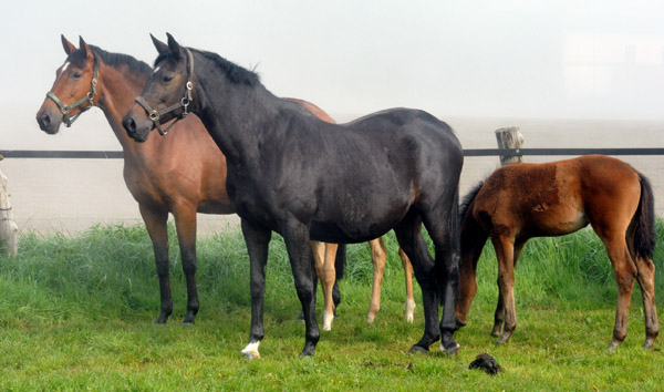 5. Mai 2011 - Foto: Beate Langels - Trakehner Gestt Hmelschenburg