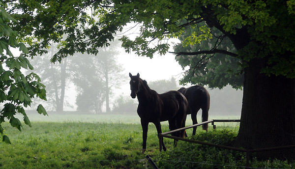 Zweijhrige Hengste - 5. Mai 2011 - Foto: Beate Langels - Trakehner Gestt Hmelschenburg