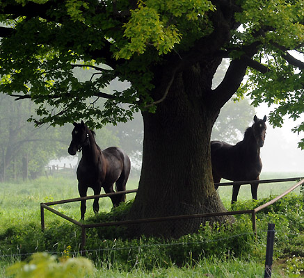 Zweijhrige Hengste - 5. Mai 2011 - Foto: Beate Langels - Trakehner Gestt Hmelschenburg