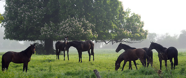 Zweijhrige Hengste - 5. Mai 2011 - Foto: Beate Langels - Trakehner Gestt Hmelschenburg