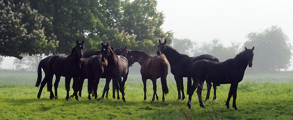 Zweijhrige Hengste - 5. Mai 2011 - Foto: Beate Langels - Trakehner Gestt Hmelschenburg