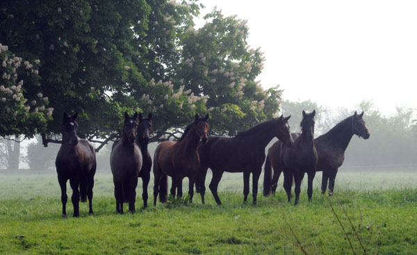 Zweijhrige Hengste - 5. Mai 2011 - Foto: Beate Langels - Trakehner Gestt Hmelschenburg