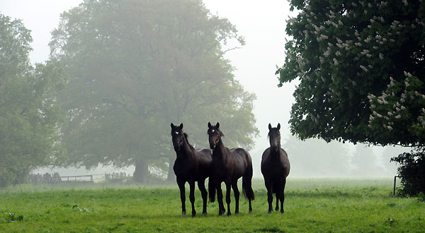 Zweijhrige Hengste - 5. Mai 2011 - Foto: Beate Langels - Trakehner Gestt Hmelschenburg