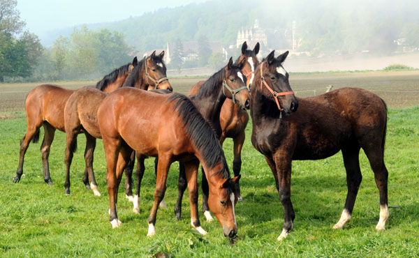 Zweijhrige Hengste - 5. Mai 2011 - Foto: Beate Langels - Trakehner Gestt Hmelschenburg