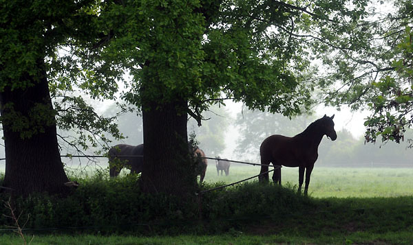 Zweijhrige Hengste - 5. Mai 2011 - Foto: Beate Langels - Trakehner Gestt Hmelschenburg