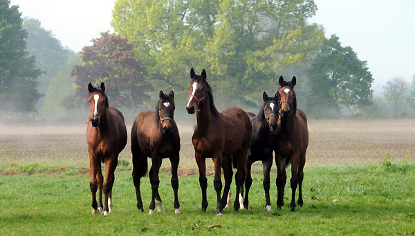 Einjhrige Hengste - 5. Mai 2011 - Foto: Beate Langels - Trakehner Gestt Hmelschenburg