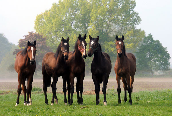 Einjhrige Hengste - 5. Mai 2011 - Foto: Beate Langels - Trakehner Gestt Hmelschenburg