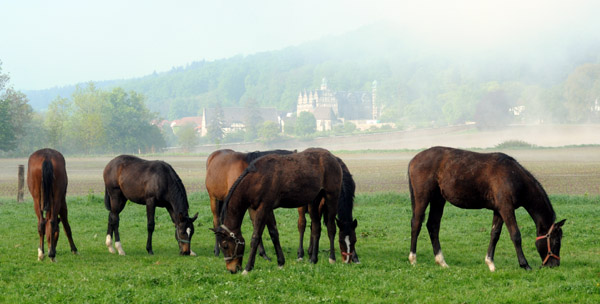 Einjhrige Hengste - 5. Mai 2011 - Foto: Beate Langels - Trakehner Gestt Hmelschenburg