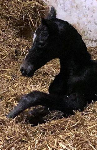 Trakehner Flly by. Saint Cyr out of Pr.A. TeaCup by Exclusiv- Foto: Beate Langels - Trakehner Gestt Hmelschenburg