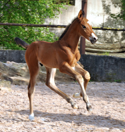 Hengstfohlen von Saint Cyr u.d. Kavinia v. Le Duc - Foto: Beate Langels