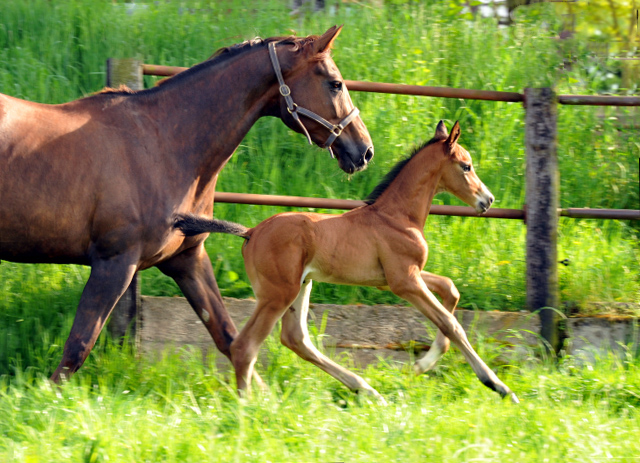 Hengstfohlen von Saint Cyr u.d. Kavinia v. Le Duc - Foto: Beate Langels