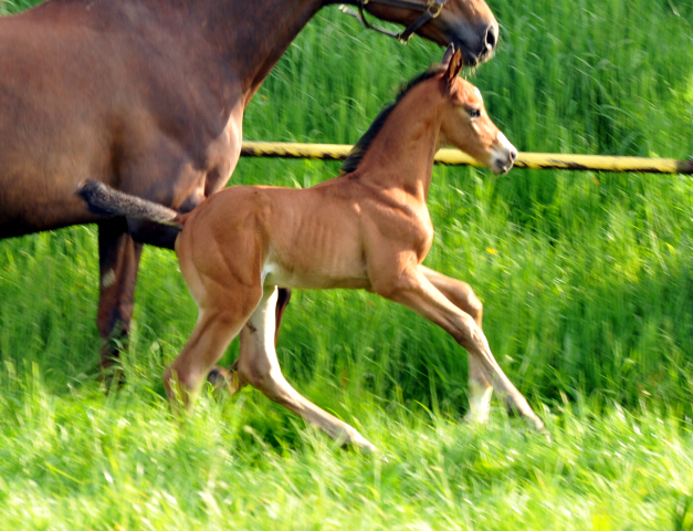 Hengstfohlen von Saint Cyr u.d. Kavinia v. Le Duc - Foto: Beate Langels