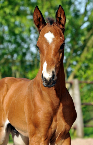 Hengstfohlen von Saint Cyr u.d. Kavinia v. Le Duc - Foto: Beate Langels