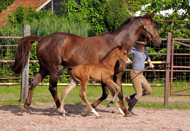 Hengstfohlen von Saint Cyr u.d. Kavinia v. Le Duc - Foto: Beate Langels