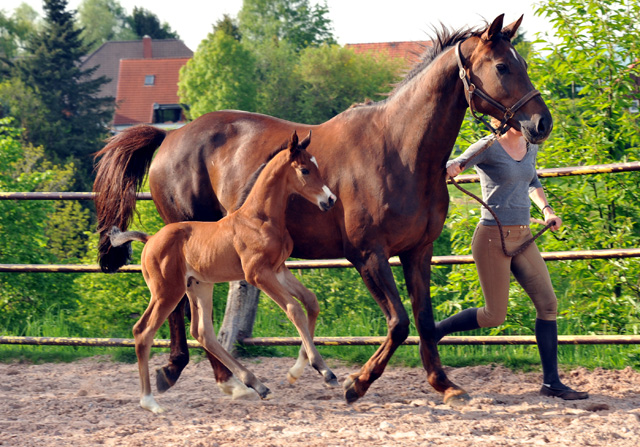 Hengstfohlen von Saint Cyr u.d. Kavinia v. Le Duc - Foto: Beate Langels