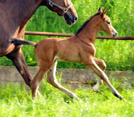 Hengstfohlen von Saint Cyr x Le Duc- Foto: Beate Langels