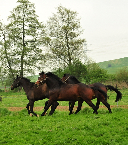 Gruppe der zweijhrigen Hengste am 5. Mai 2017 - Beate Langels Gestt Hmelschenburg