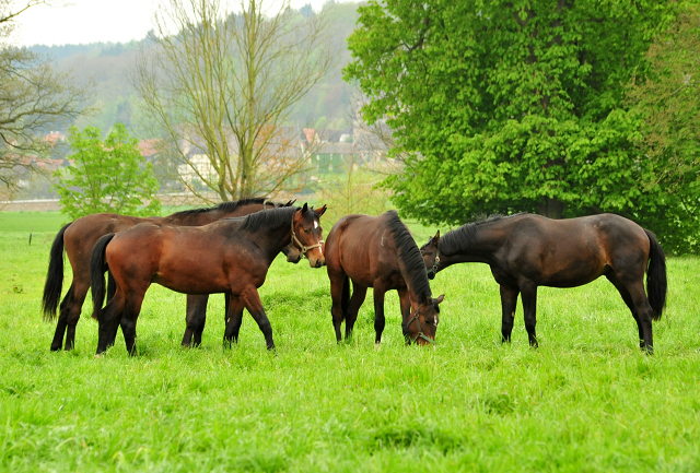 Gruppe der zweijhrigen Hengste am 5. Mai 2017 - Beate Langels Gestt Hmelschenburg
