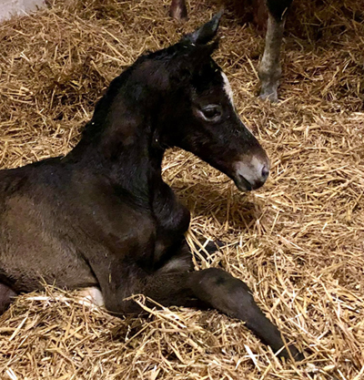 Trakehner Filly by Saint Cyr u.d. Pr.St. TeaCup
v. Exclusiv - Gest t H melschenburg - Beate Langels