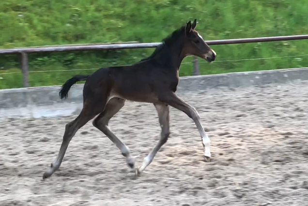 Oldenburger Filly by Frst Toto out of Schwalbenflocke by Sir Donnerhall I
 Trakehner Gestt Hmelschenburg - Beate Langels