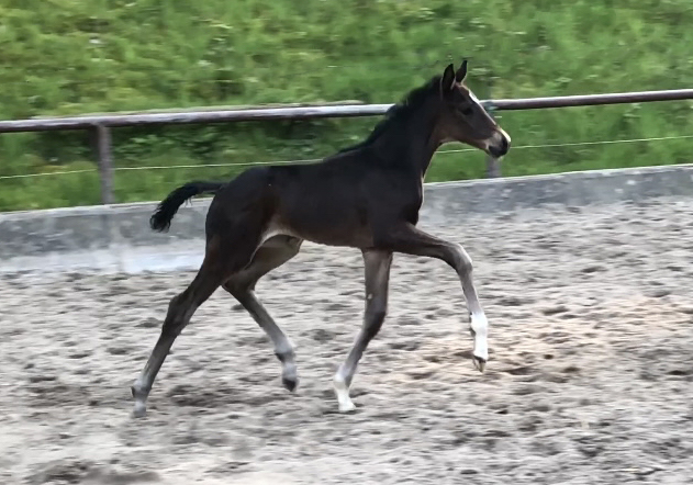 Oldenburger Filly by Frst Toto out of Schwalbenflocke by Sir Donnerhall I
 Trakehner Gestt Hmelschenburg - Beate Langels