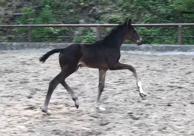 Oldenburger Filly by Frst Toto out of Schwalbenflocke by Sir Donnerhall I
 Trakehner Gestt Hmelschenburg - Beate Langels