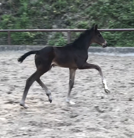 Oldenburger Filly by Frst Toto out of Schwalbenflocke by Sir Donnerhall I
 Trakehner Gestt Hmelschenburg - Beate Langels