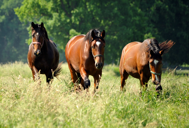 - Foto: Beate Langels -
Trakehner Gestüt Hämelschenburg