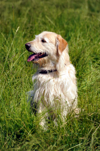 - Foto: Beate Langels -
Trakehner Gestüt Hämelschenburg