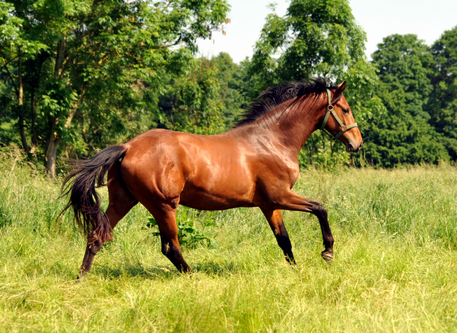 - Foto: Beate Langels -
Trakehner Gestüt Hämelschenburg