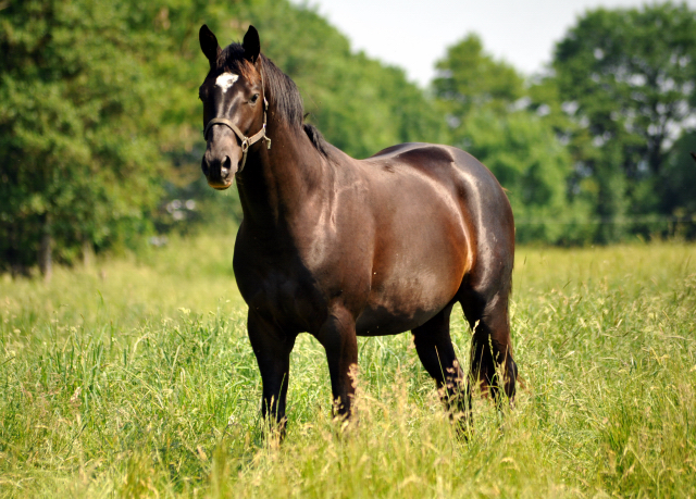 - Foto: Beate Langels -
Trakehner Gestüt Hämelschenburg