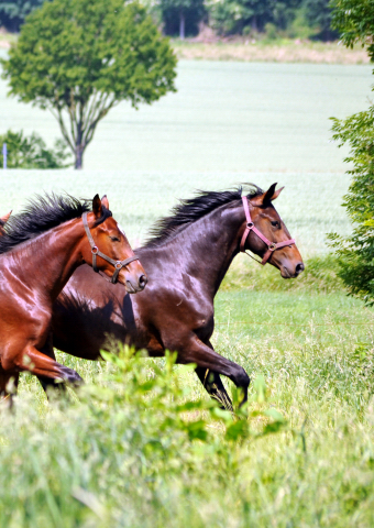 - Foto: Beate Langels -
Trakehner Gestüt Hämelschenburg