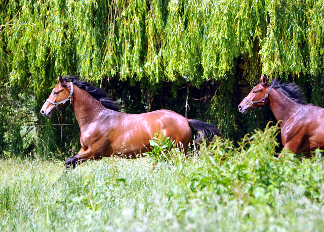 - Foto: Beate Langels -
Trakehner Gestüt Hämelschenburg