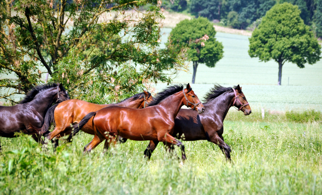 - Foto: Beate Langels -
Trakehner Gestüt Hämelschenburg