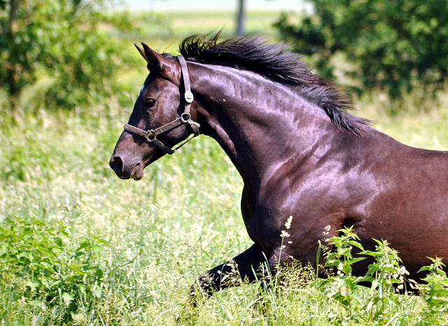 - Foto: Beate Langels -
Trakehner Gestüt Hämelschenburg