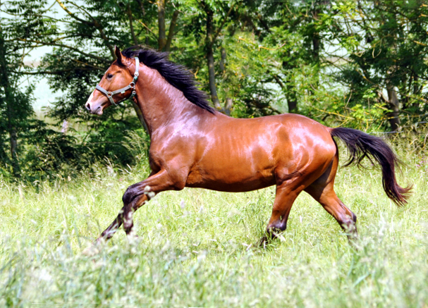 - Foto: Beate Langels -
Trakehner Gestüt Hämelschenburg