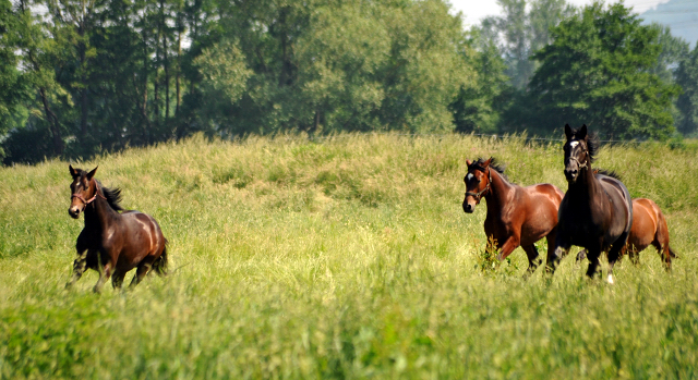 - Foto: Beate Langels -
Trakehner Gestüt Hämelschenburg