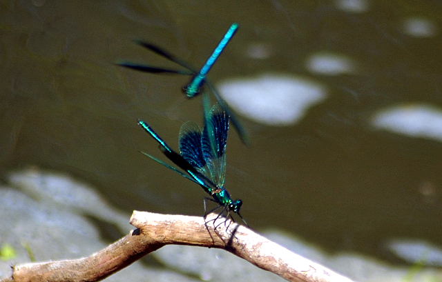 - Foto: Beate Langels -
Trakehner Gestüt Hämelschenburg