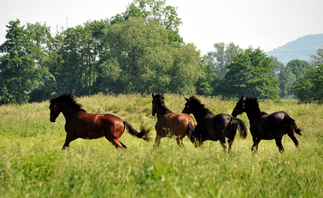 - Foto: Beate Langels -
Trakehner Gestüt Hämelschenburg