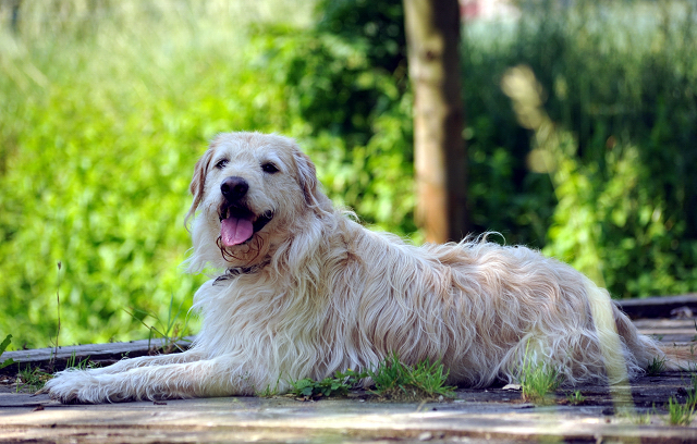 - Foto: Beate Langels -
Trakehner Gestüt Hämelschenburg