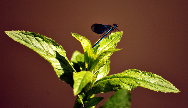 - Foto: Beate Langels -
Trakehner Gestüt Hämelschenburg