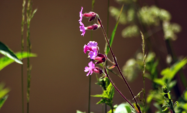 - Foto: Beate Langels -
Trakehner Gestüt Hämelschenburg
