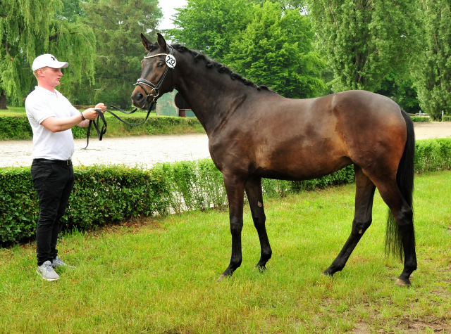 Trakehner Prmienanwrterin Kiss me now v. His Moment u.d. Pr.u.StPrSt. Katniss Everdeen v. Saint Cyr - Foto: Beate Langels - Trakehner Gestt Hmelschenburg